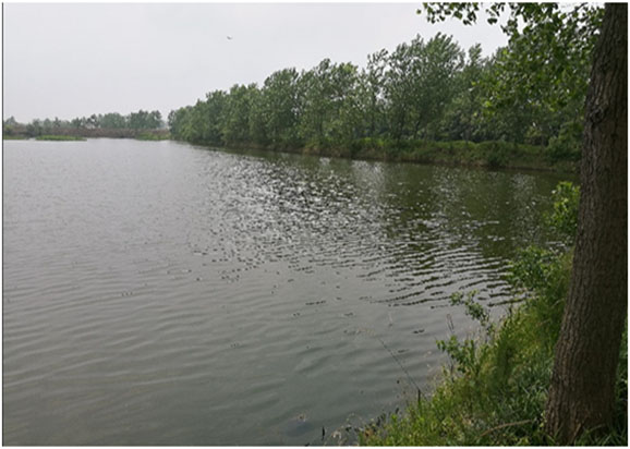 天長市楊村鎮船塘水域水體黑臭治理工程